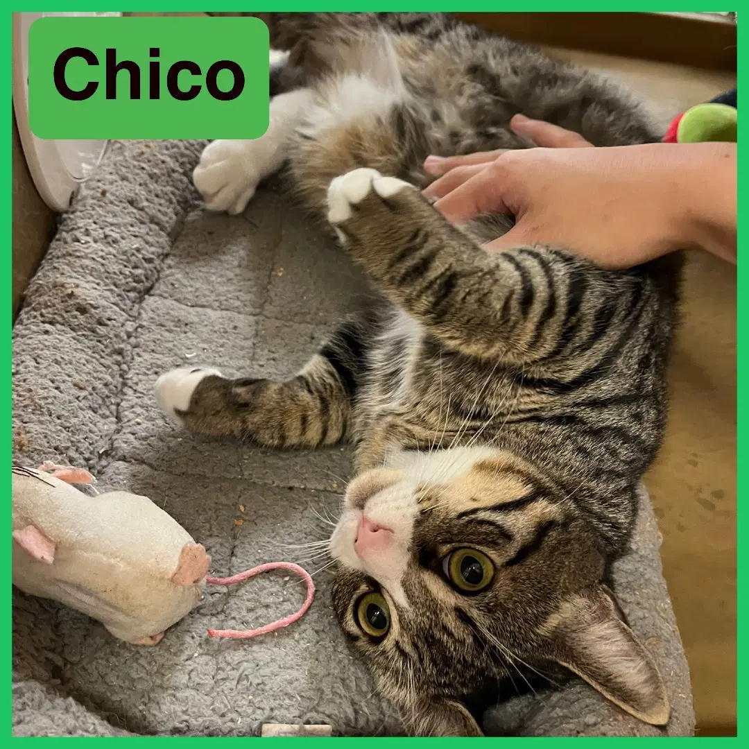 Chico image 4
