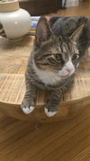 Chico - Photo 2