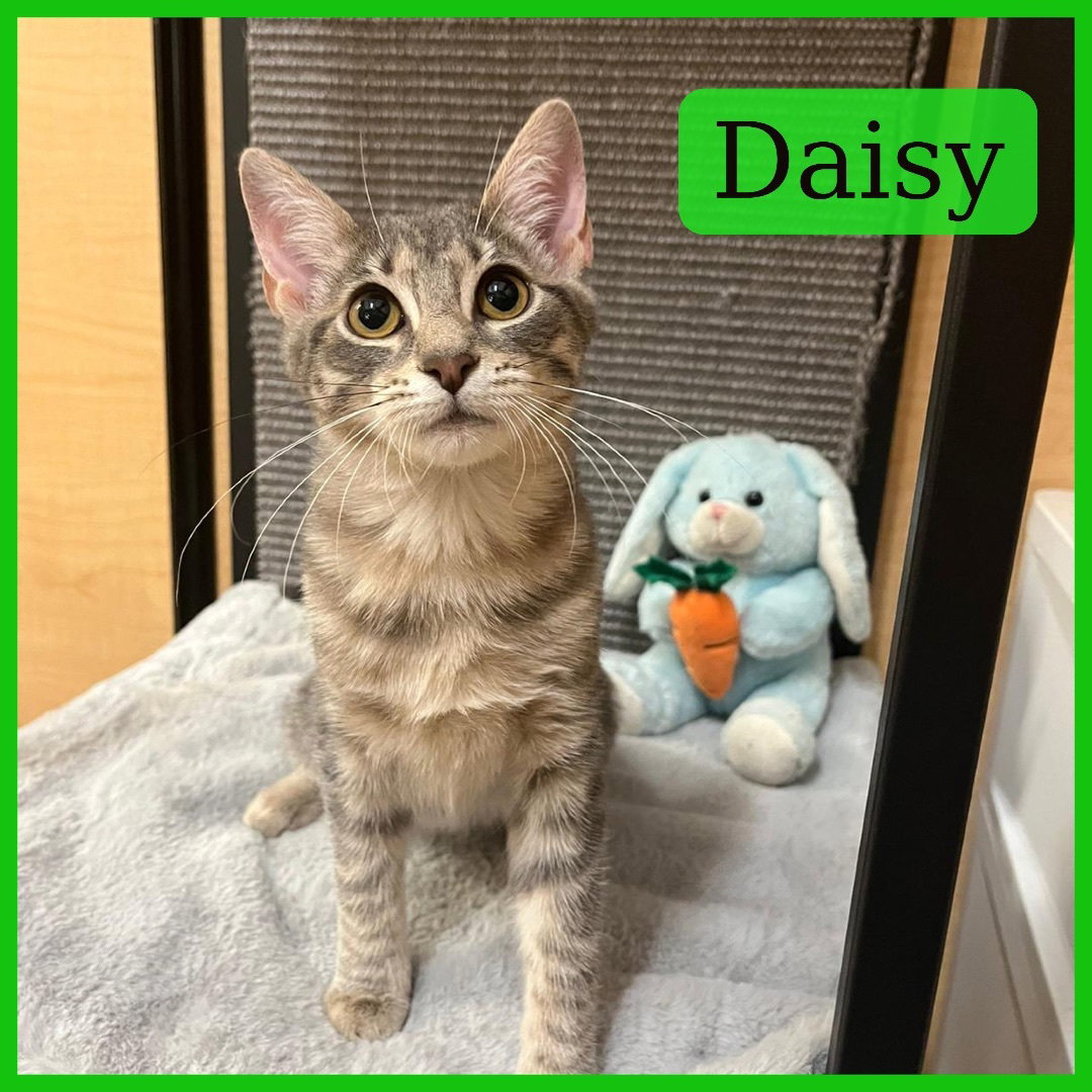 Cats for Adoption in Miami Dade County, Florida Alpha Paw