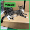 Miracle - Photo 2