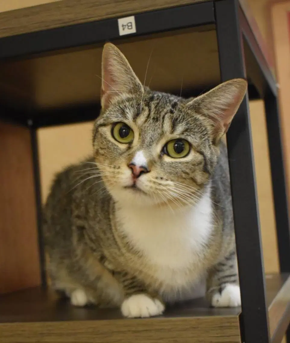 Miracle - Domestic Short Hair