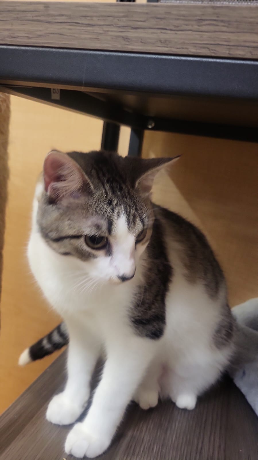 adoptable Cat in Miami, FL named Charo