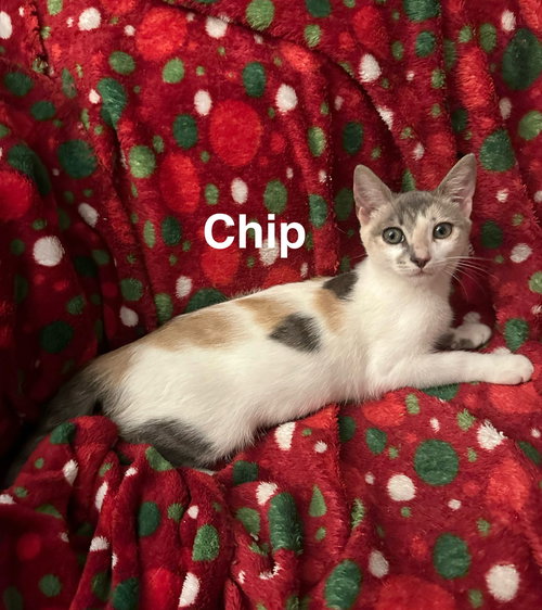 CHIP - Domestic Short Hair available for adoption
