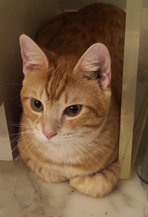 picture of the cat needing adoption