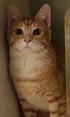Teddy - Photo 2