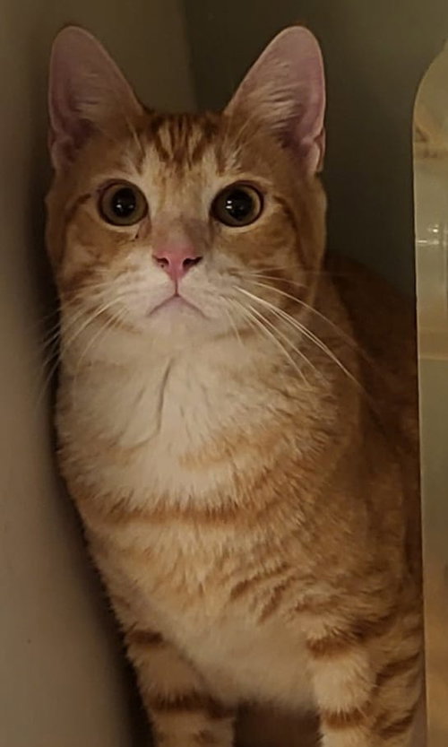 TEDDY - Domestic Short Hair available for adoption
