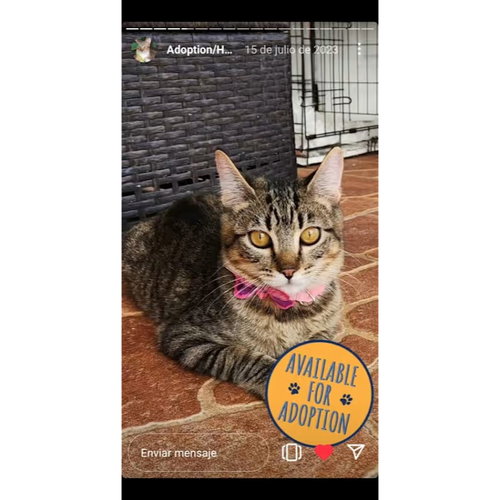picture of the cat needing adoption
