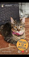 adoptable Cat in miami, FL named Mia