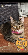 adoptable Cat in Miami, FL named Mia