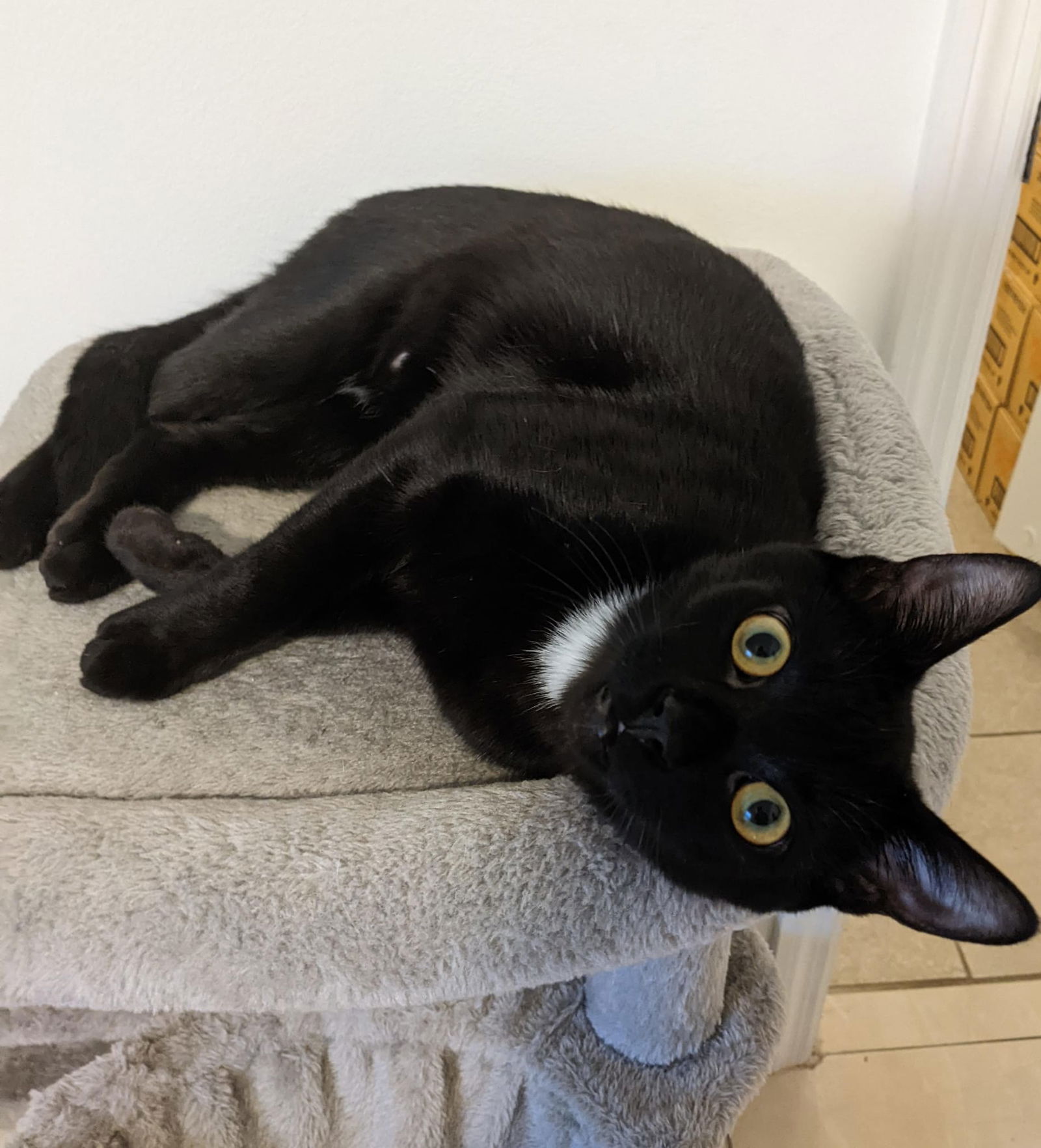 adoptable Cat in Miami, FL named Max