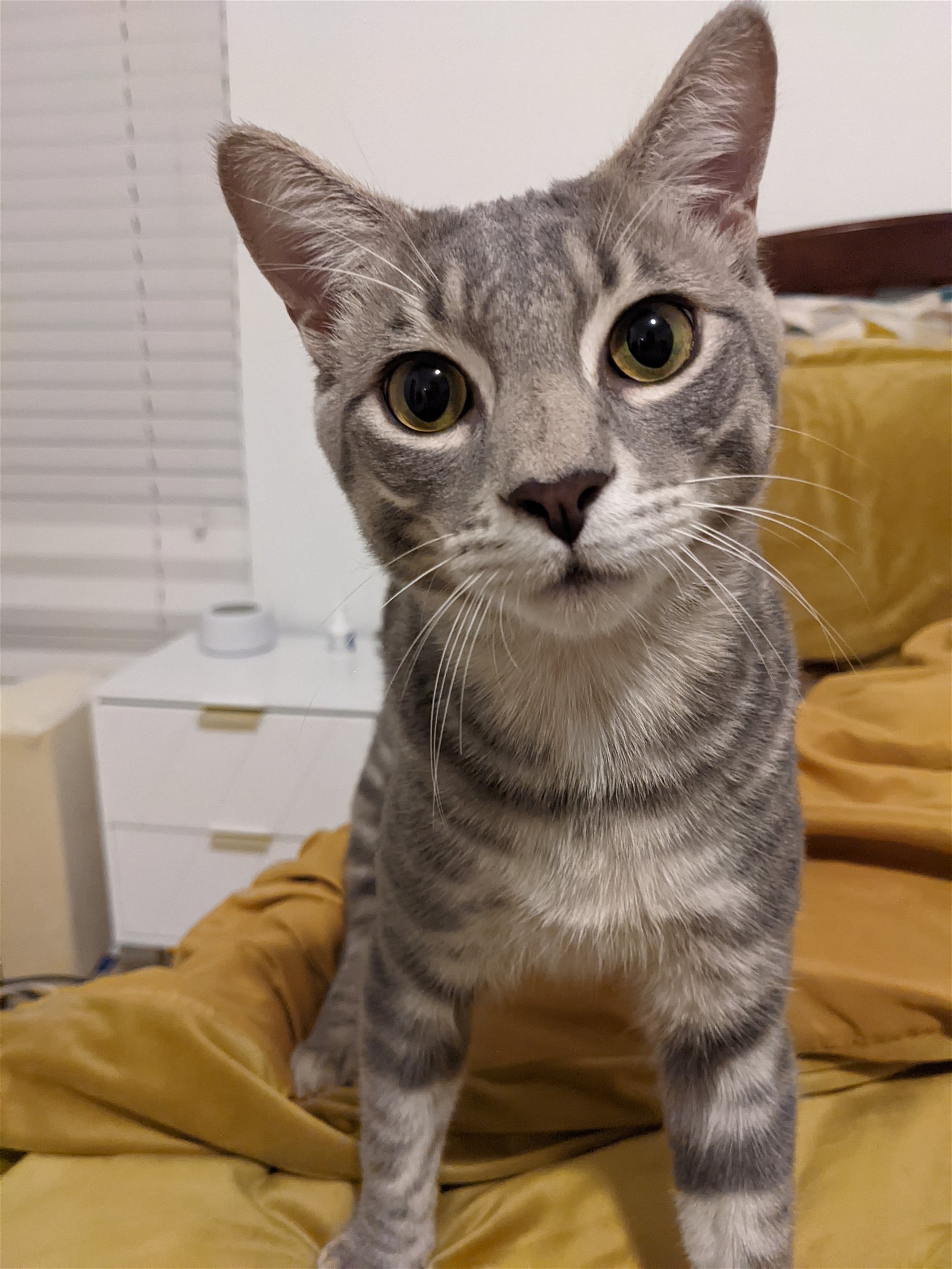 adoptable Cat in Miami, FL named Waffle