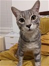 adoptable Cat in miami, FL named Waffle