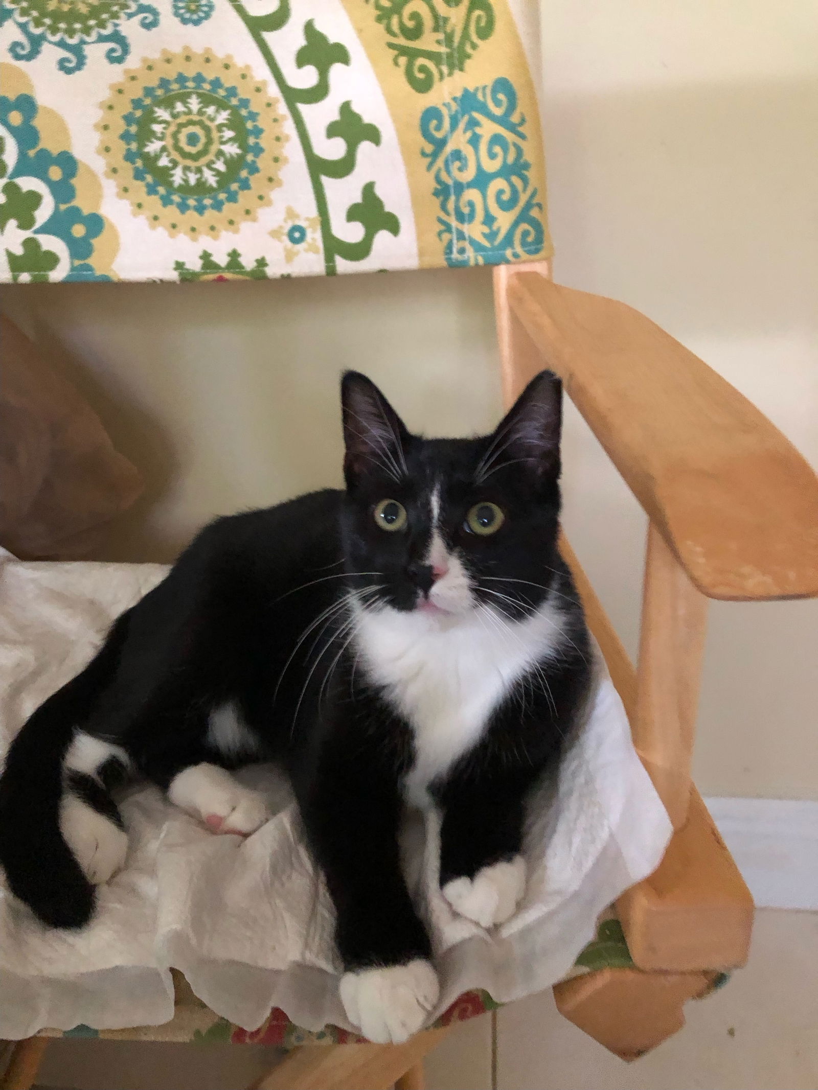 adoptable Cat in Miami, FL named Capri