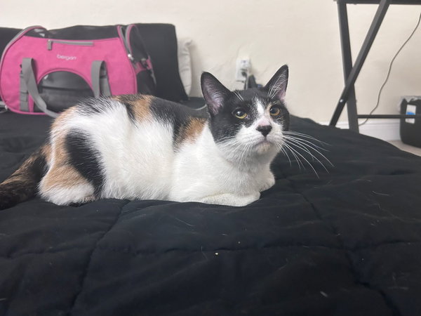 Cora