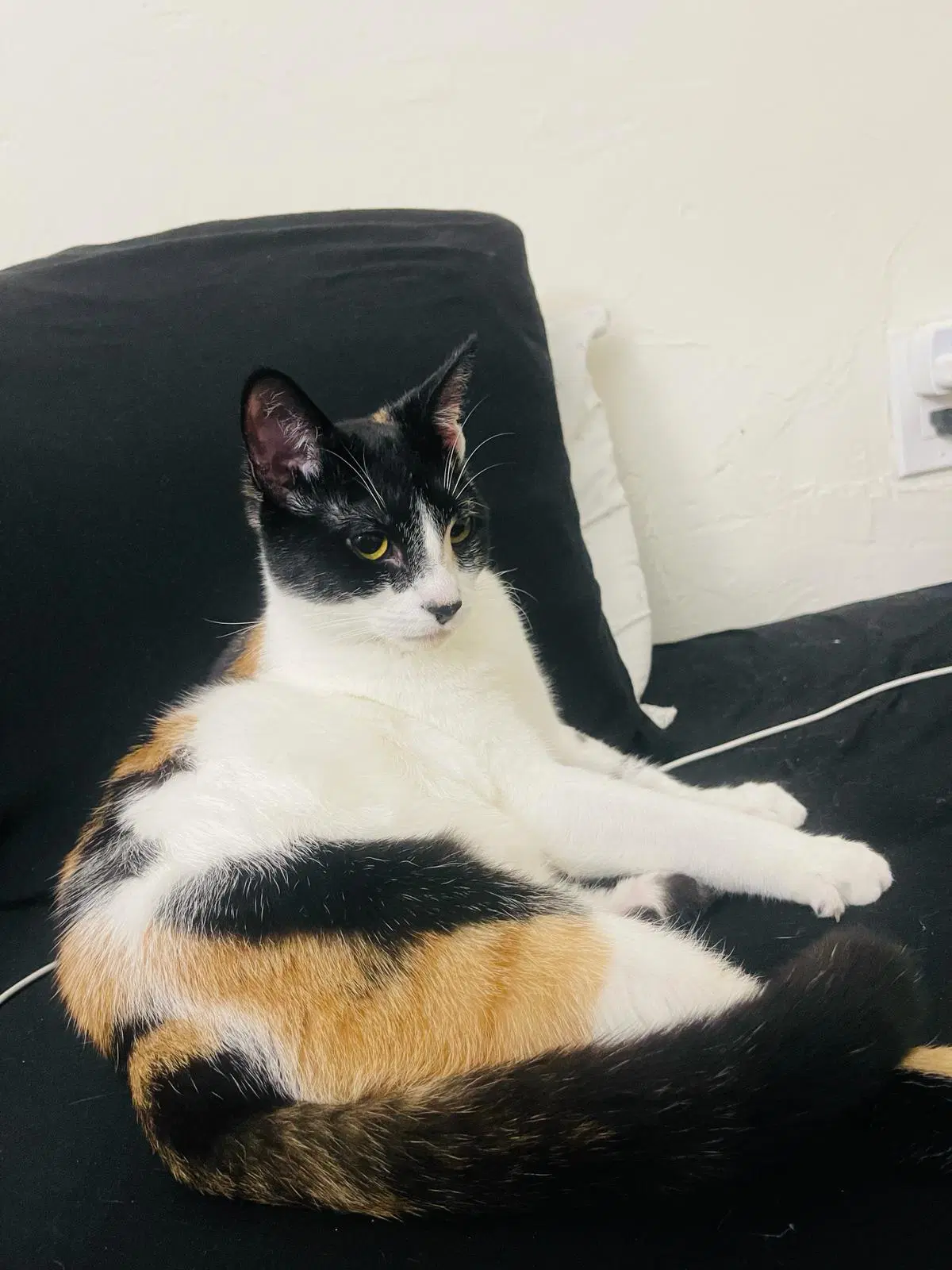 Cora - Domestic Short Hair