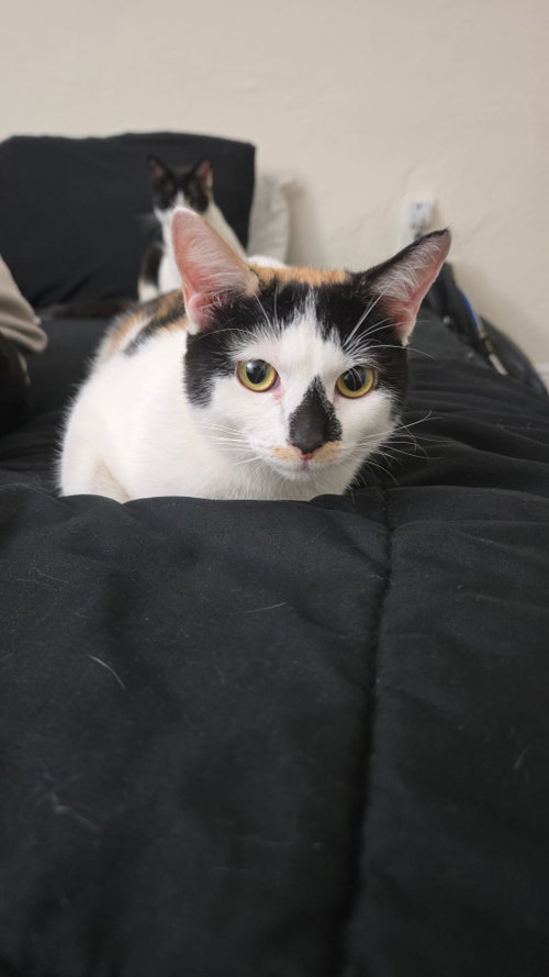 Photo 3 of Princess