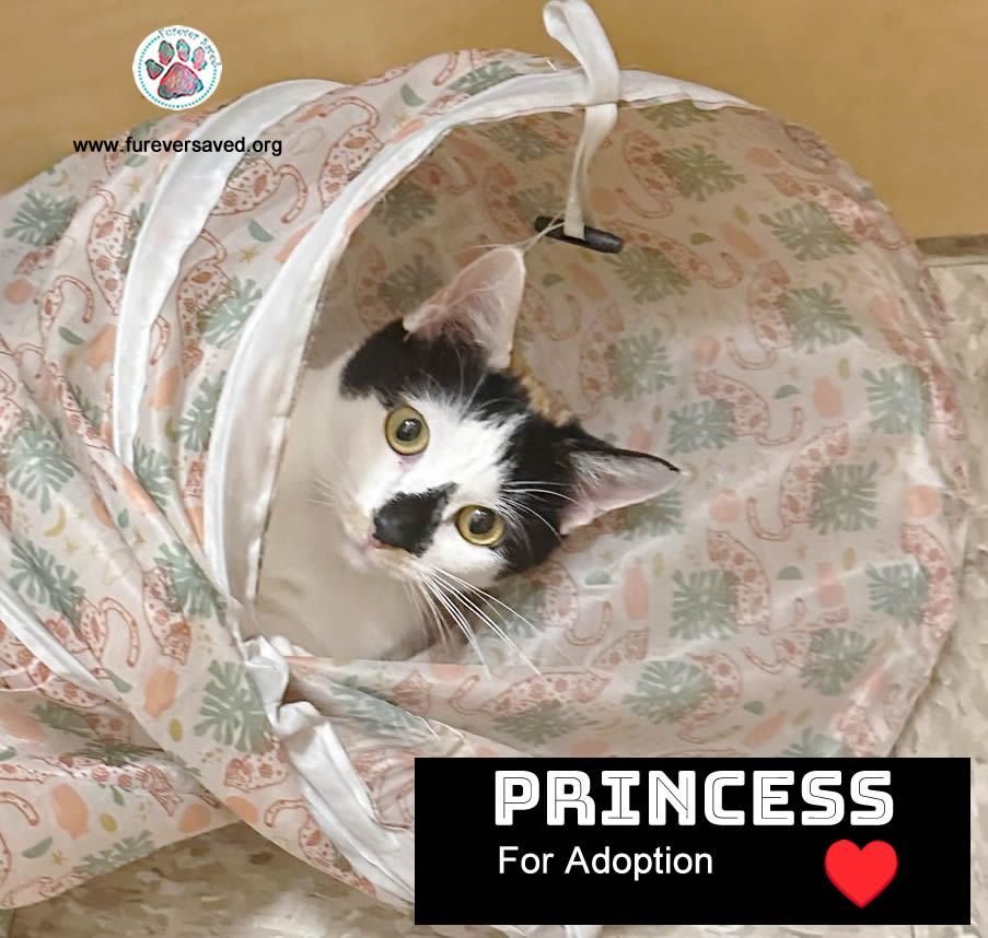 adoptable Cat in Miami, FL named Princess