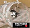 adoptable Cat in miami, FL named Princess