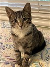 adoptable Cat in miami, FL named Carolina