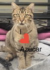 adoptable Cat in Miami, FL named Azucar