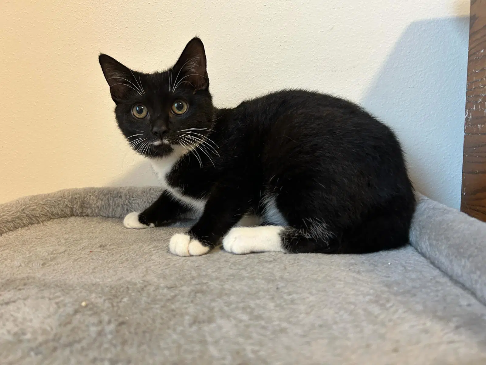 Carmelia - Domestic Short Hair