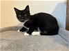 adoptable Cat in miami, FL named Carmelia