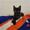 adoptable Cat in miami, FL named Prince