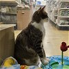 adoptable Cat in miami, FL named Captain Flynn