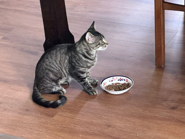 adoptable Cat in Miami, FL named Lucy