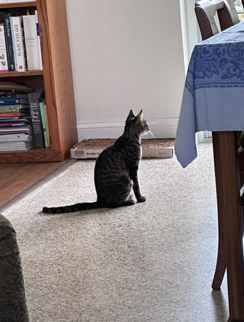 LUCY - Domestic Short Hair available for adoption