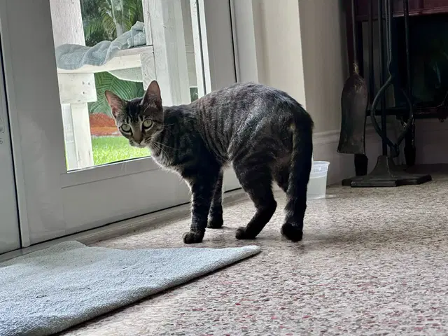Lucy image 3