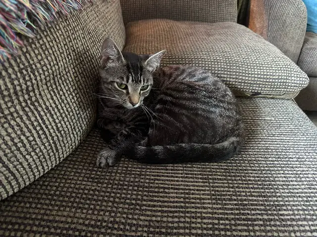 Lucy image 4