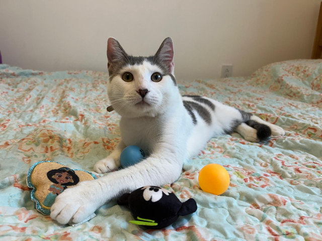 adoptable Cat in Miami, FL named Sam & Frodo