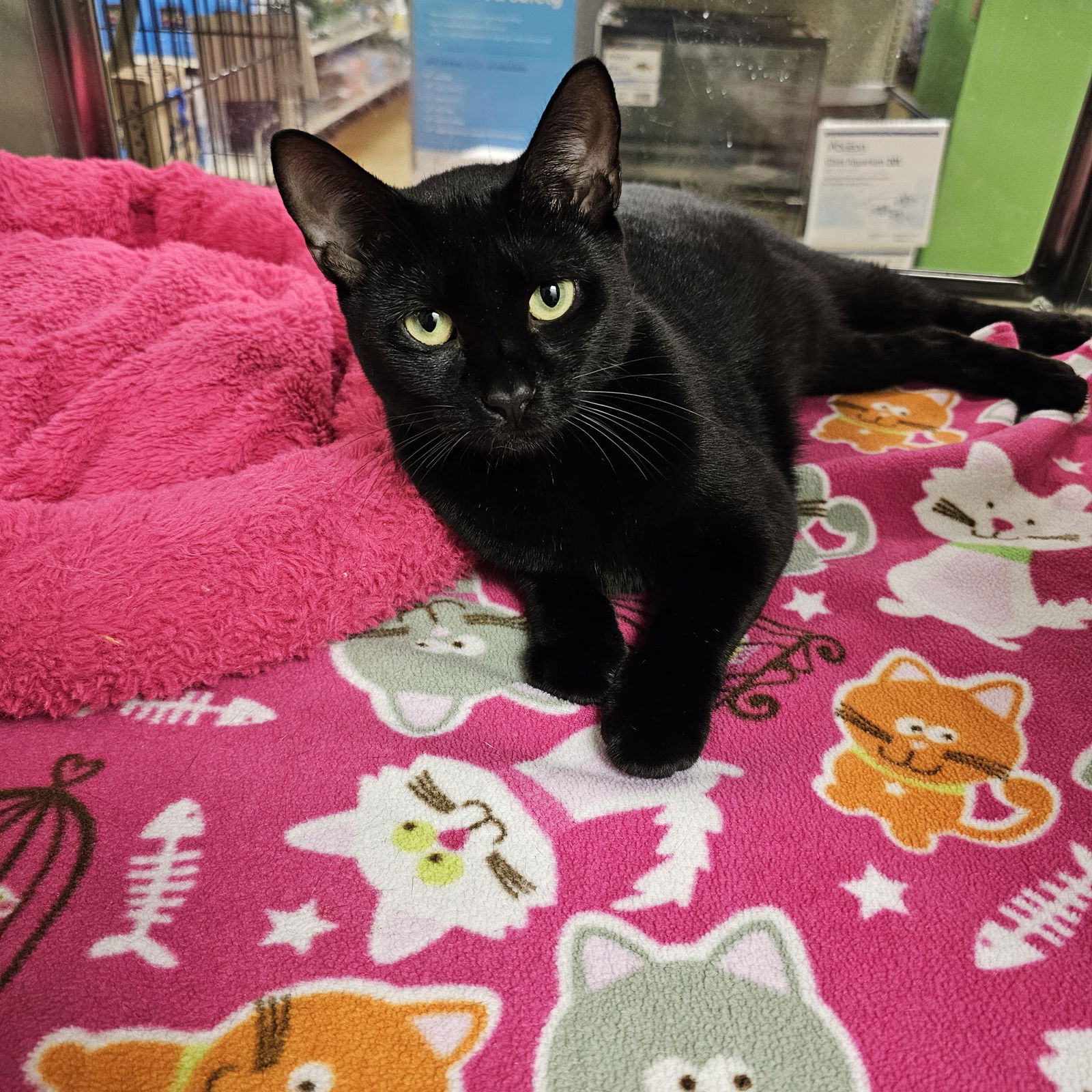 adoptable Cat in Miami, FL named Midnight