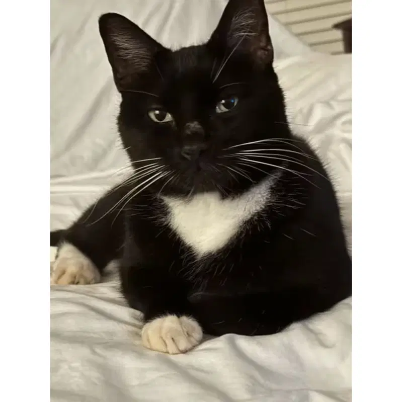 Oreo - Domestic Short Hair