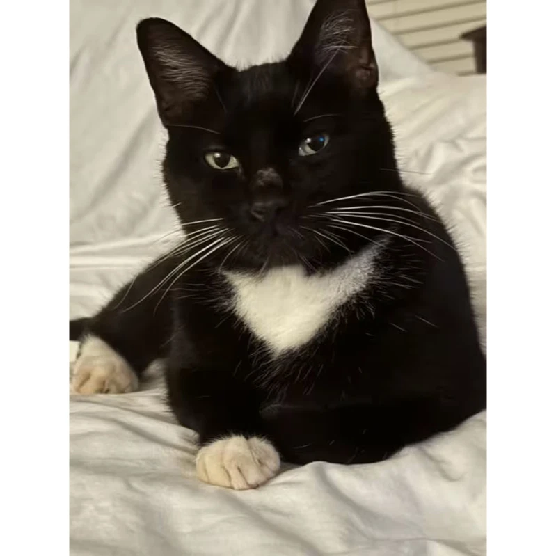 Oreo