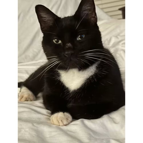 OREO - Domestic Short Hair available for adoption