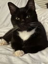 adoptable Cat in miami, FL named Oreo