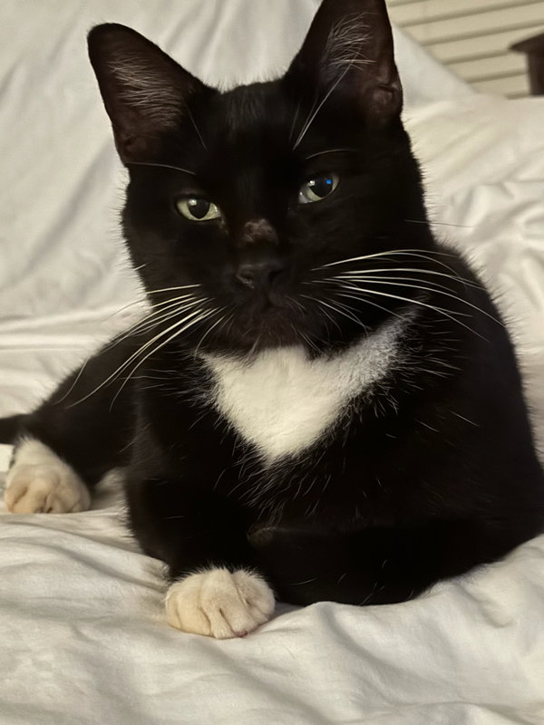 Oreo