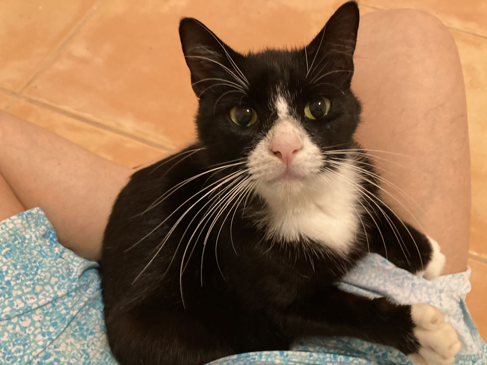 adoptable Cat in Miami, FL named Sebastian