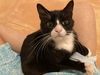 adoptable Cat in miami, FL named Sebastian
