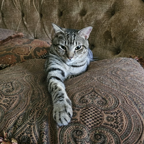 picture of the cat needing adoption