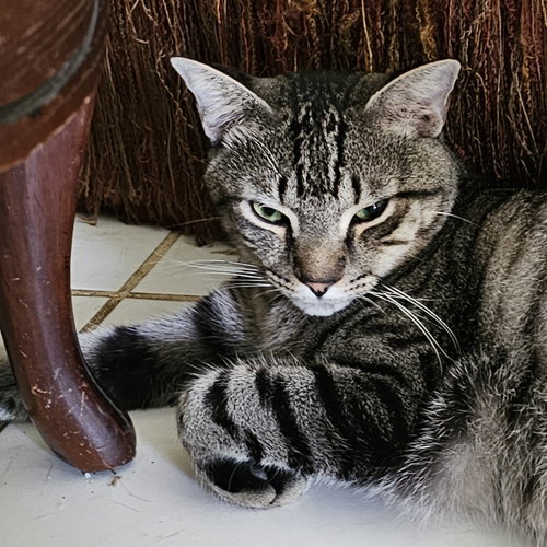 CONNEN - Domestic Short Hair available for adoption