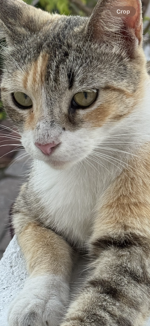 GINGER - Domestic Short Hair available for adoption