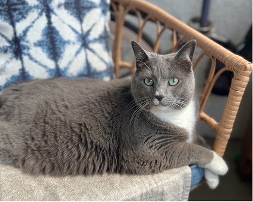 picture of the cat needing adoption