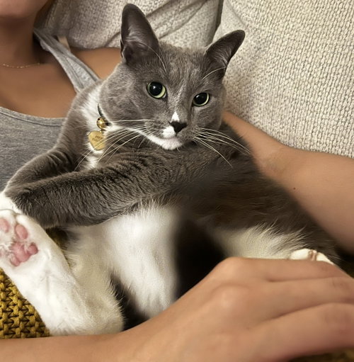 Photo 4 of Phoebe