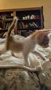 adoptable Cat in miami, FL named Baby