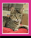adoptable Cat in miami, FL named Bonnie
