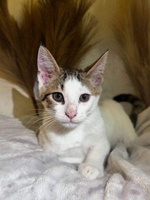 SISSY - Domestic Short Hair available for adoption