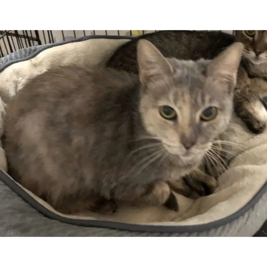 Ina - Domestic Short Hair
